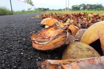 Coconut waste, including coconut shells, husks, and fiber, is often seen as useless trash, but in reality, it holds huge economic and environmental value. Coconut shells with cracked green coconuts.