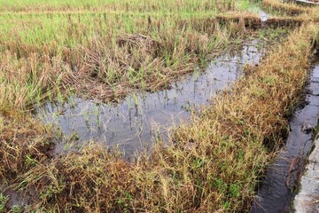A rice field after harvest, showing short rice stalks left standing in wet muddy soil with fresh green shoots beginning to regrow. The landscape highlights the natural cycle of agriculture.