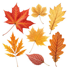 Vibrant Autumn Leaves Perfect for Fall Designs Isolated On Transparent Background