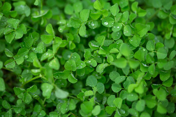 Spring Rain Solar Term Seasonal Background with Soft Atmosphere