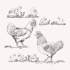 Hen, chicken, animal poultry farm hand drawing isolated vector illustration. Sketch, line art farm animal concept.