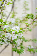 Abundant Cherry Blossoms Covering Branches In Full Bloom Landscape