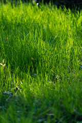 Sunlit Grass With Dappled Light Patterns In Early Morning