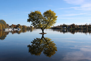 View of a lake with a heart-shaped tree
