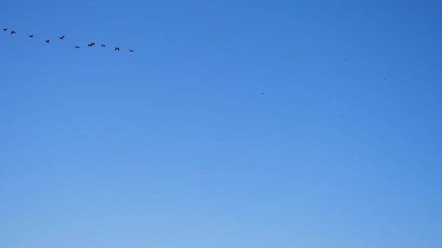 Flock of Canada Geese fly in formation against a blue sky in autumn