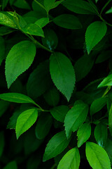 Dark Tone Instagram Style Green Plant On Vibrant Background
