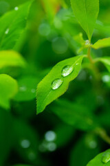 Healthy Green Leaves Poster Design Natural Wellness Concept