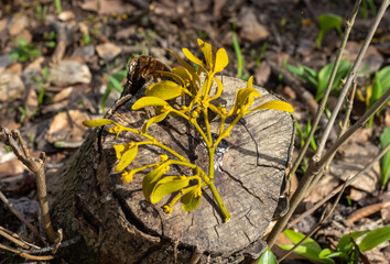the trunk of a tree is damaged by natural stem pests that parasitize living and dead wood in the forest