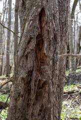 Fototapeta premium the trunk of a tree is damaged by natural stem pests that parasitize living and dead wood in the forest