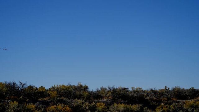 Flock of Canada Geese fly in formation against a blue sky in autumn overhead at Echo Canyon State Park in Nevada