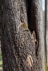 the trunk of a tree is damaged by natural stem pests that parasitize living and dead wood in the forest
