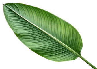 Obraz premium Transparent Bird of Paradise Leaf PNG – Realistic & Stylized Tropical Foliage Clipart Collection