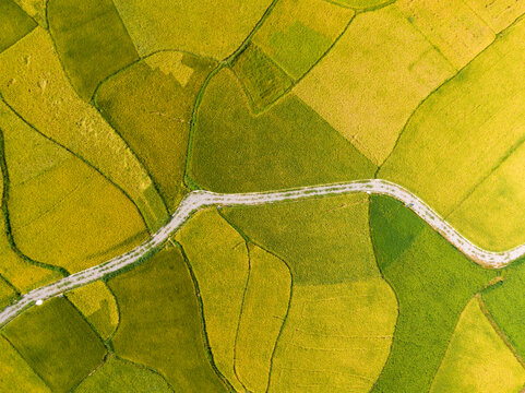 Aerial View of Golden Rice Cultivation Base with Orderly Crops