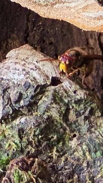 Vertical close-up of a hornet at the entrance of its nest in a tree stump, moving slightly and rapidly beating its wings.