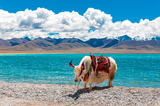 Tibetan Yak Grazing Beside Crystal Blue Namtso Lake in Tibet