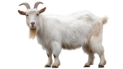 Isolated white goat on transparent background standing with long fur and curved horns