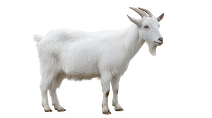 Isolated white goat standing on transparent background with calm expression and visible horns