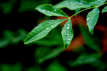 Dew Drops on Plant Leaves After Autumn Rain Macro Photography