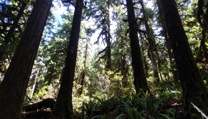 Lush forest canopy, sunlight filtering through tall trees (1)