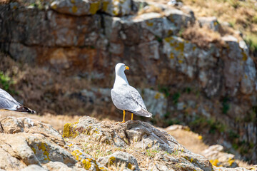 Seagull on rock near to the sea