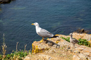 Seagull on rock near to the sea