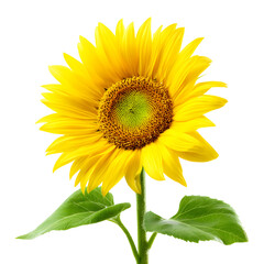 Obraz premium Single yellow sunflower against black background
