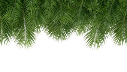 Obraz premium Lush tropical palm leaves cascading gracefully, creating a vibrant botanical design element on