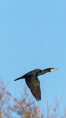 Obraz premium A cormorant in flight against a clear sky
