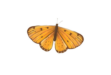 Butterfly with a heart on its wings, isolated on white background