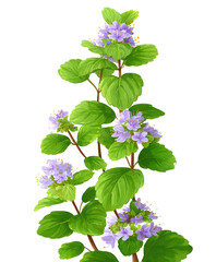 Detailed illustration of a flowering herb, featuring vibrant purple blossoms and lush green leaves arranged vertically on stems