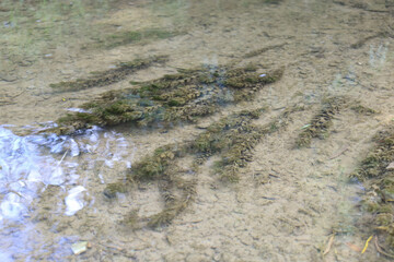 An underwater shot of a forest river with clear water. The muddy bottom is visible with vibrant green algae lying on the surface. This photo is perfect for visualizing ecological and natural concepts,