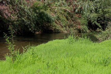 A tranquil forest scene with a picturesque river flowing slowly between overgrown green banks. The image conveys a sense of peace and natural beauty, making it perfect for visualizing travel, relaxati