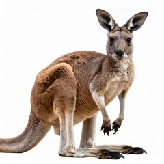 Fototapeta premium kangaroo