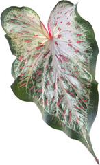 white pink and green Philodendron Pastazanum Silver leaf isolated, green heart shape leaves