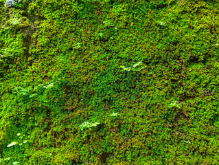 Green moss on the wall texture