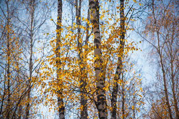 Beautiful white birch trees with vibrant yellow leaves growing in a serene autumn forest, creating a picturesque scene against a clear blue sky