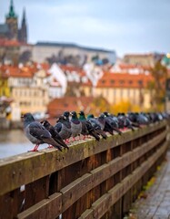 Pigeons on a bridge overlooking a city