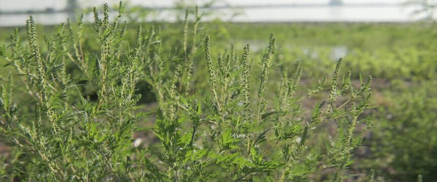 Slow zooming Ambrosia artemisiifolia in nature 4K scope video