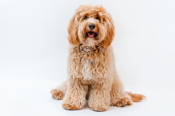 Incredible curly brown Labradoodle or Kawapoo dog on a white background in the studio