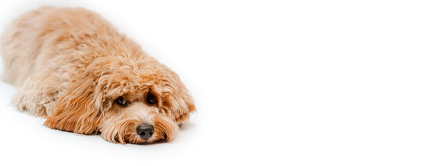 Incredible curly brown Labradoodle or Kawapoo dog on a white background in the studio