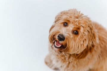 Incredible curly brown Labradoodle or Kawapoo dog on a white background in the studio
