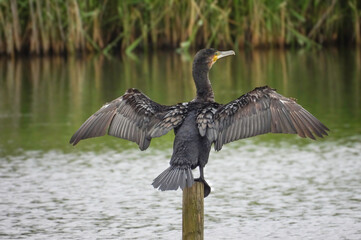 Cormorant with wings extended