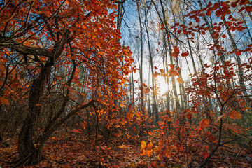 Low angle view capturing sunlight filtering through vibrant autumn leaves in a serene forest, creating a warm and inviting ambiance amidst the colorful foliage and tranquil surroundings