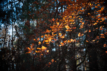 Sunlight illuminating golden leaves of a smoke tree - Cotinus coggygria - creates a vibrant display against the darker backdrop of an autumn forest