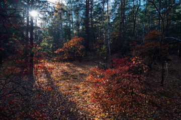Sunlight filters through the trees, illuminating the vibrant red and orange leaves covering the forest floor in a breathtaking autumn landscape
