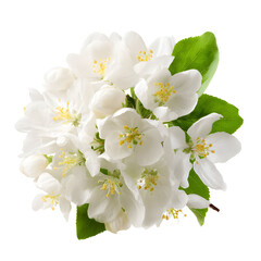 Obraz premium White apple blossom cluster