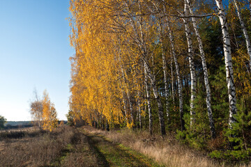 Vibrant golden foliage adorns a row of birch trees, lining a serene path through a meadow, creating a picturesque autumn landscape under a clear blue sky