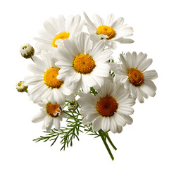 Fototapeta premium White daisies bouquet arrangement