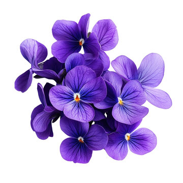 Vibrant purple violet flowers cluster isolated on transparent background