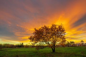 Beautiful autumn landscape with a lonely tree growing in a green meadow in the rays of the setting sun against the backdrop of a dramatic sky